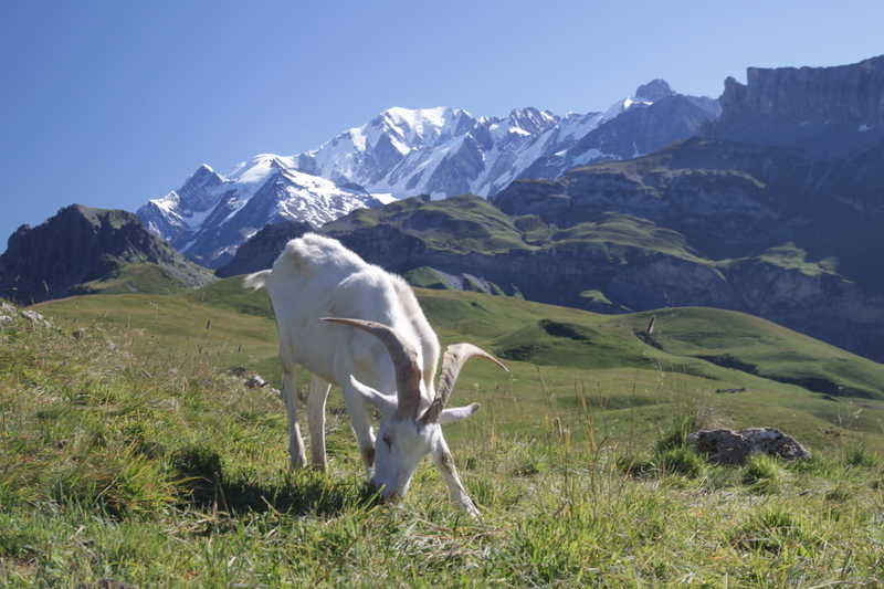 la chèvre de compagnie du berger... presque au sommet du col de la Gitte