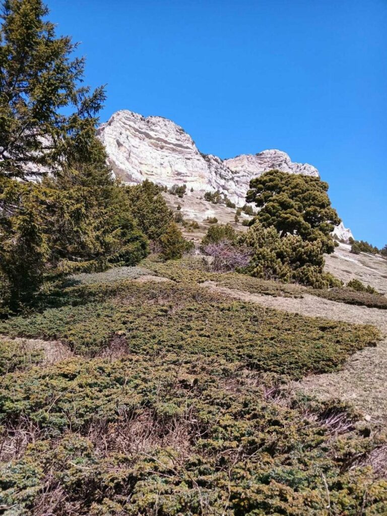 Les chamois entre les arbres
